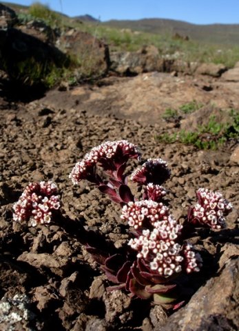 Crassula setulosa var. rubra in rocky mountain grassland